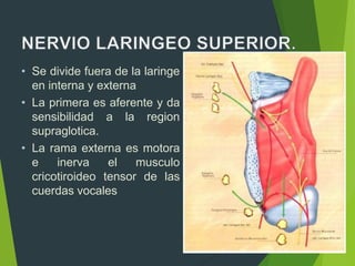 • Se divide fuera de la laringe
en interna y externa
• La primera es aferente y da
sensibilidad a la region
supraglotica.
• La rama externa es motora
e inerva el musculo
cricotiroideo tensor de las
cuerdas vocales
 