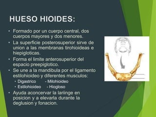 • Formado por un cuerpo central, dos
cuerpos mayores y dos menores.
• La superficie posterosuperior sirve de
union a las membranas tirohioideas e
hiepigloticas.
• Forma el limite anterosuperior del
espacio preepiglotico.
• Se une a la mandibula por el ligamento
estilohioideo y diferentes musculos:
• Digastrico
• Estilohioideo
- Milohioideo
- Hiogloso
• Ayuda aconcervar la lariinge en
posicion y a elevarla durante la
deglusion y fonacion.
 
