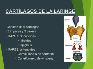 •Constan de 9 cartilagos
( 3 impares y 3 pares)
• IMPARES: cricoides
• tiroides
• epiglotis.
• PARES: aritenoides
• Corniculado o de santorini
• Cuneiforme o de wrisberg.
 