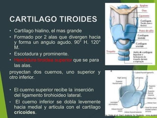 • Cartílago hialino, el mas grande
• Formado por 2 alas que divergen hacia
y forma un angulo agudo. 90° H. 120°
M.
• Escotadura y prominente.
• Hendidura tiroidea superior que se para
las alas.
proyectan dos cuernos, uno superior y
otro inferior.
• El cuerno superior recibe la inserción
del ligamento tirohioideo lateral.
• El cuerno inferior se dobla levemente
hacia medial y articula con el cartílago
cricoides.
 