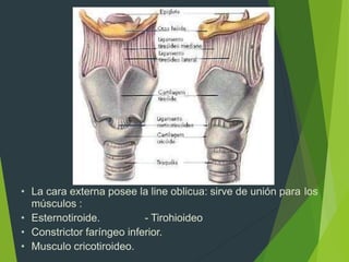 • La cara externa posee la line oblicua: sirve de unión para los
músculos :
• Esternotiroide. - Tirohioideo
• Constrictor faríngeo inferior.
• Musculo cricotiroideo.
 