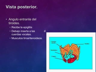 d
• Angulo entrante del
tiroides.
• Recibe la epiglitis
• Debajo inserta a las
cuerdas vocales.
• Musculos tiroaritenoideos.
 