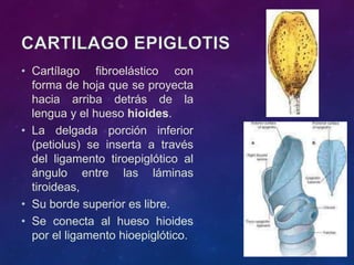 • Cartílago fibroelástico con
forma de hoja que se proyecta
hacia arriba detrás de la
lengua y el hueso hioides.
• La delgada porción inferior
(petiolus) se inserta a través
del ligamento tiroepiglótico al
ángulo entre las láminas
tiroideas,
• Su borde superior es libre.
• Se conecta al hueso hioides
por el ligamento hioepiglótico.
 