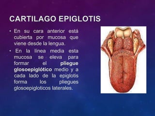 • En su
cubierta
cara anterior está
por mucosa que
viene desde la lengua.
• En la esta
para
mucosa
formar
línea media
se eleva
el pliegue
glosoepiglótico medio y a
forma los
cada lado de la epiglotis
pliegues
glosoepigloticos laterales.
 