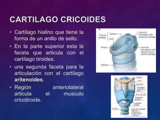 • Cartílago hialino que tiene la
forma de un anillo de sello.
• En la parte superior esta la
faceta que articula con el
cartílago tiroides.
• una segunda faceta para la
articulación con el cartílago
aritenoides.
• Región anteriolateral
articula el musculo
cricotiroide.
 