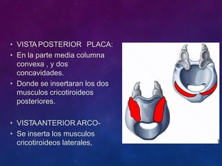 • VISTA POSTERIOR PLACA:
• En la parte media columna
convexa , y dos
concavidades.
• Donde se insertaran los dos
musculos cricotiroideos
posteriores.
• VISTAANTERIOR ARCO-
• Se inserta los musculos
cricotiroideos laterales,
 