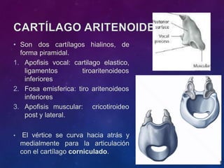 • Son dos cartílagos hialinos, de
forma piramidal.
1. Apofisis vocal: cartilago elastico,
ligamentos tiroaritenoideos
inferiores
2. Fosa emisferica: tiro aritenoideos
inferiores
3. Apofisis muscular: cricotiroideo
post y lateral.
• El vértice se curva hacia atrás y
medialmente para la articulación
con el cartílago corniculado.
 