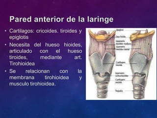 • Cartilagos: cricoides. tiroides y
epiglotis
del hueso
con el
• Necesita
articulado
tiroides, mediante
hioides,
hueso
art.
Tirohioidea
• Se relacionan con la
membrana tirohioidea y
musculo tirohioidea.
 
