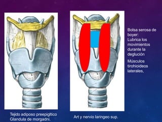 Bolsa serosa de
boyer:
Lubrica los
movimientos
durante la
deglución
Músculos
tirohioideos
laterales,
Tejido adiposo preepigltico
Glandula de morgadni.
Art y nervio laringeo sup.
 