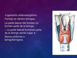 •Ligamento aritenoepiglotico
Forman el cilindro laringeo.
La parte lateral del tiroides no
forman parte de la laringe.
.- La parte lateral formaran parte
de la faringe dando lugar a :
Senos piriforme o
laringofaringeos.
 