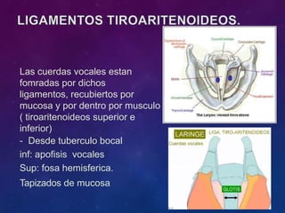 Las cuerdas vocales estan
fomradas por dichos
ligamentos, recubiertos por
mucosa y por dentro por musculo
( tiroaritenoideos superior e
inferior)
- Desde tuberculo bocal
inf: apofisis vocales
Sup: fosa hemisferica.
Tapizados de mucosa
 