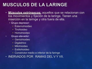 • Músculos extrínsecos: aquellos que se relacionan con
los movimientos y fijación de la laringe. Tienen una
inserción en la laringe y otra fuera de ella.
• Grupo depresor:
• Esternohioideo
• Tirohioideo
• Homohioideo
• Grupo elevador:
• Geniohioideo
• Digástrico
• Milohioideo
• Estilohioideo
• Constrictor medio e inferior de la faringe
• INERVADOS POR RAMAS DEL V Y VII.
 