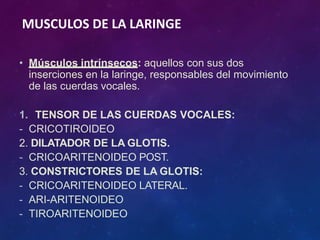 • Músculos intrínsecos: aquellos con sus dos
inserciones en la laringe, responsables del movimiento
de las cuerdas vocales.
1. TENSOR DE LAS CUERDAS VOCALES:
- CRICOTIROIDEO
2. DILATADOR DE LA GLOTIS.
- CRICOARITENOIDEO POST.
3. CONSTRICTORES DE LA GLOTIS:
- CRICOARITENOIDEO LATERAL.
- ARI-ARITENOIDEO
- TIROARITENOIDEO
MUSCULOS DE LA LARINGE
 
