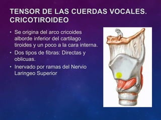 • Se origina del arco cricoides
alborde inferior del cartilago
tiroides y un poco a la cara interna.
• Dos tipos de fibras: Directas y
oblicuas.
• Inervado por ramas del Nervio
Laringeo Superior
 