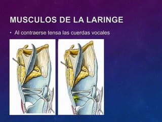 • Al contraerse tensa las cuerdas vocales
 