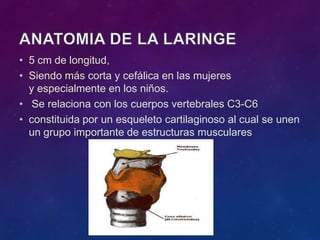 • 5 cm de longitud,
• Siendo más corta y cefálica en las mujeres
y especialmente en los niños.
• Se relaciona con los cuerpos vertebrales C3-C6
• constituida por un esqueleto cartilaginoso al cual se unen
un grupo importante de estructuras musculares
 