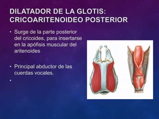 • Surge de la parte posterior
del cricoides, para insertarse
en la apófisis muscular del
aritenoides
• Principal abductor de las
cuerdas vocales.
•
 
