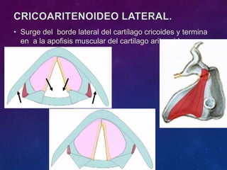 • Surge del borde lateral del cartílago cricoides y termina
en a la apofisis muscular del cartilago aritenoides.
•
 