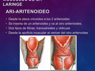 • Desde la placa cricoidea a los 2 aritenoides
• Se inserta de un aritenoides y va al otro aritenioides.
• Dos tipos de fibras: transversales y oblicuas
• Desde la apoficis muscular al vericer del otro aritenoides
 
