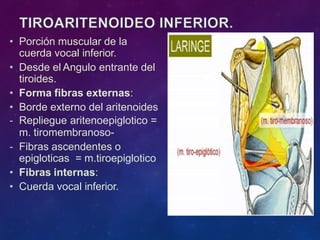 • Porción muscular de la
cuerda vocal inferior.
• Desde el Angulo entrante del
tiroides.
• Forma fibras externas:
• Borde externo del aritenoides
- Repliegue aritenoepiglotico =
m. tiromembranoso-
- Fibras ascendentes o
epigloticas = m.tiroepiglotico
• Fibras internas:
• Cuerda vocal inferior.
 