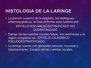 • La porción superior de la epiglotis, los repliegues
aritenoepigloticos, la fosa piriforme esta cubierto por:
EPITELIO ESCAMOSOESTRAFICADO NO
QUERATINIZADO
• Debajo de las cuerdas vocales falsas, los ventrículos y la
región subglotica es : EPITELIO CILINDRICO
PSEUDOESTRATIFICADO.
• La laringe cuenta con glandulas serosas, mucosas y
tubuloacinares. Excepto en las cuerdas vocales.
 