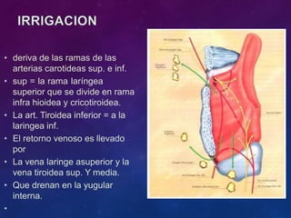 • deriva de las ramas de las
arterias carotideas sup. e inf.
• sup = la rama laríngea
superior que se divide en rama
infra hioidea y cricotiroidea.
• La art. Tiroidea inferior = a la
laringea inf.
• El retorno venoso es llevado
por
• La vena laringe asuperior y la
vena tiroidea sup. Y media.
• Que drenan en la yugular
interna.
•
 