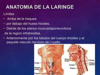 Límites
• Arriba de la traquea
• por debajo del hueso hioides,
• Detrás de los planos musculoaponeuroticos
de la region infrahioidea.
• Anteriormente por los lobulos del cuerpo tiroideo y el
paquete vasculo nervioso de l cuello.
 