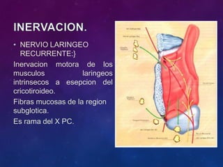 • NERVIO LARINGEO
RECURRENTE:}
motora de los
laringeos
a esepcion del
Inervacion
musculos
intrinsecos
cricotiroideo.
Fibras mucosas de la region
subglotica.
Es rama del X PC.
 