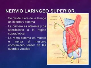 • Se divide fuera de la laringe
en interna y externa
• La primera es aferente y da
sensibilidad a la region
supraglotica.
• La rama externa es motora
e inerva el musculo
cricotiroideo tensor de las
cuerdas vocales
 
