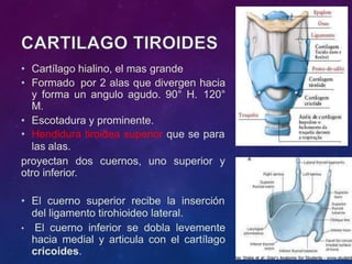 • Cartílago hialino, el mas grande
• Formado por 2 alas que divergen hacia
y forma un angulo agudo. 90° H. 120°
M.
• Escotadura y prominente.
• Hendidura tiroidea superior que se para
las alas.
proyectan dos cuernos, uno superior y
otro inferior.
• El cuerno superior recibe la inserción
del ligamento tirohioideo lateral.
• El cuerno inferior se dobla levemente
hacia medial y articula con el cartílago
cricoides.
 