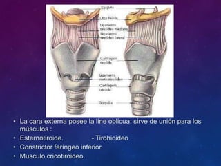 • La cara externa posee la line oblicua: sirve de unión para los
músculos :
• Esternotiroide. - Tirohioideo
• Constrictor faríngeo inferior.
• Musculo cricotiroideo.
 