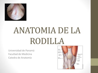 ANATOMIA DE LA
RODILLA
Universidad de Panamá
Facultad de Medicina
Catedra de Anatomía
 