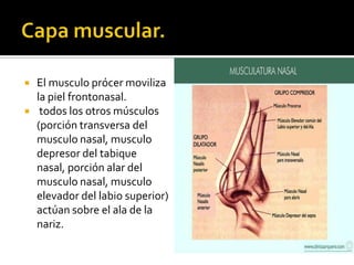 Musulo Procer Anatomia de las vias aereas superiores. | PPTX