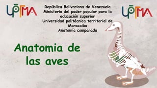 Anatomia de
las aves
República Bolivariana de Venezuela
Ministerio del poder popular para la
educación superior
Universidad politécnica territorial de
Maracaibo
Anatomía comparada
 