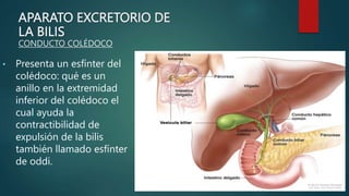 ANATOMIA DE LA VESICULA BILIAR.pptx