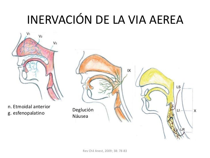 Anatomia de la via aerea Anatomia de la via aerea