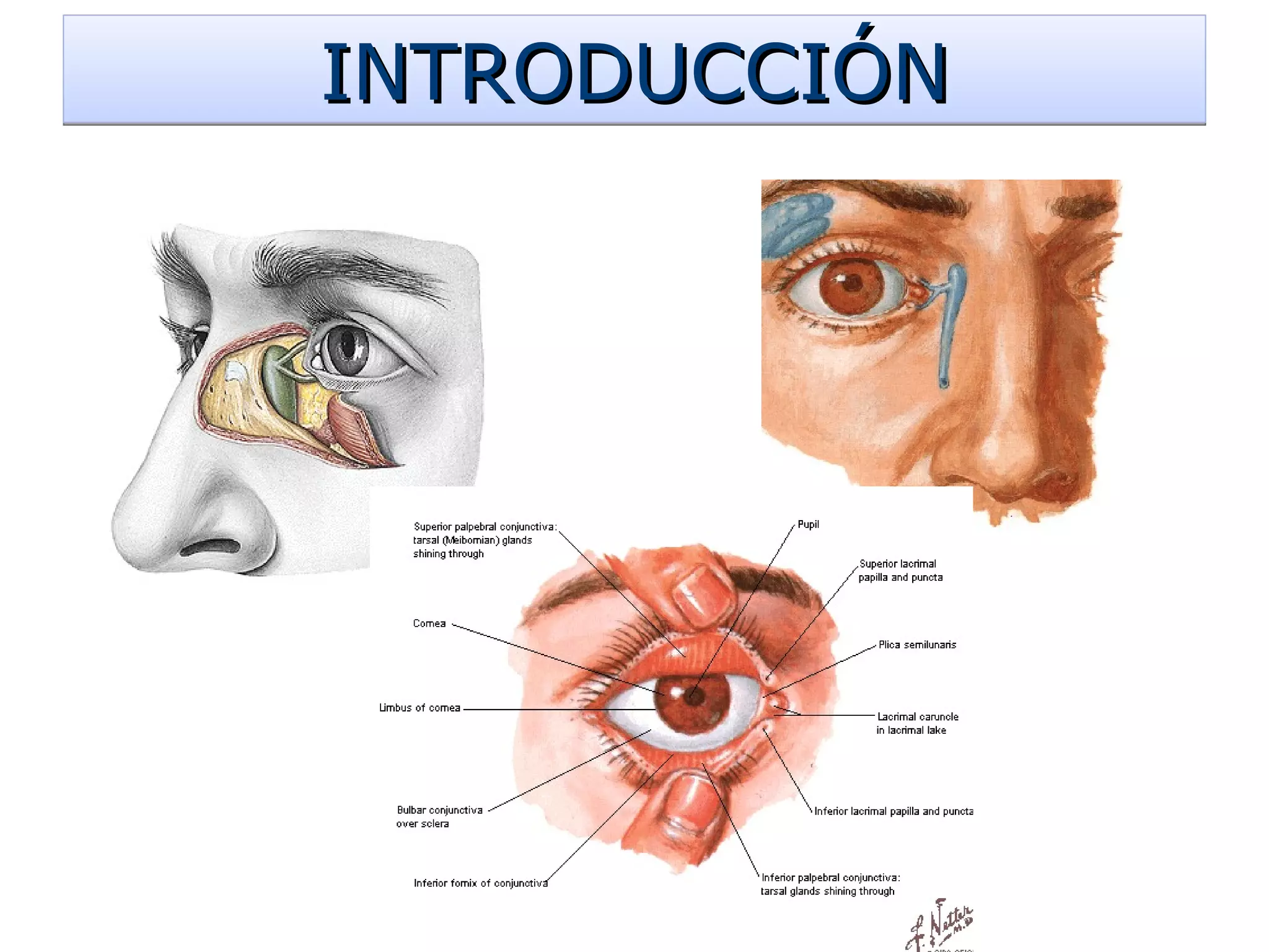 Anatomía Del Ojo Humano Ppt Diapositivas Sobre La Anatomía Del Ojo Y