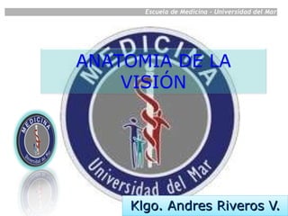 Klgo. Andres Riveros V. ANATOMIA DE LA VISIÓN 