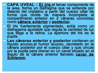 CAPA UVEAL :  El iris ,el tercer componente de la úvea, forma un diafragma que se extiende por delante del cristalino a partir del cuerpo ciliar de forma que divide de manera incompleta al compartimento anterior en 2 cámaras conocidas como  cámara anterior  y  posterior . El iris fuertemente pigmentado, actúa como un diafragama ajustable que regula la cantidad de luz que llega a la retina. La apertura del iris es la pupila. Las cámaras anterior y posterior  contienen un líquido acuoso,el humor acuoso, secretado en la cámara posterior por el cuerpo ciliar y que circula por la pupila para drenar en un canal situado en el ángulo de la cámara anterior llamado  canal de Schlemm . 