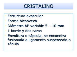 CRISTALINO Estructura avascular  Forma biconvexa Diámetro AP variable 5 – 10 mm 1 borde y dos caras Envoltura o cápsula, se encuentra fusionada a ligamento suspensorio o zónula 