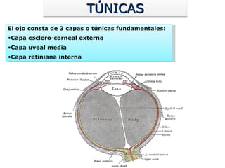 TÚNICAS El ojo consta de 3 capas o túnicas fundamentales: Capa esclero-corneal externa Capa uveal media Capa retiniana interna 