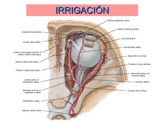IRRIGACIÓN 