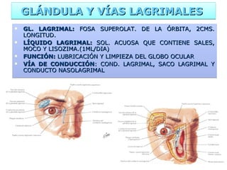 GLÁNDULA Y VÍAS LAGRIMALES   GL. LAGRIMAL:  FOSA SUPEROLAT. DE LA ÓRBITA, 2CMS. LONGITUD. LÍQUIDO LAGRIMAL:  SOL. ACUOSA QUE CONTIENE SALES, MOCO Y LISOZIMA.(1ML/DIA) FUNCIÓN:  LUBRICACIÓN Y LIMPIEZA DEL GLOBO OCULAR VÍA DE CONDUCCIÓN : COND. LAGRIMAL, SACO LAGRIMAL Y CONDUCTO NASOLAGRIMAL  
