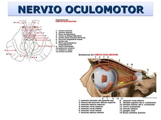 NERVIO OCULOMOTOR 