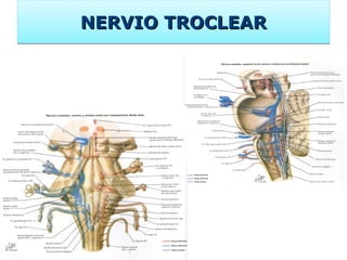 NERVIO TROCLEAR 
