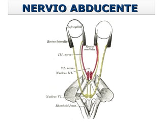 NERVIO ABDUCENTE  
