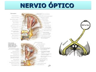NERVIO ÓPTICO   