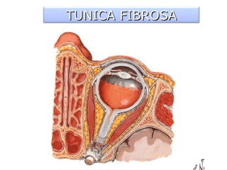 TUNICA FIBROSA 