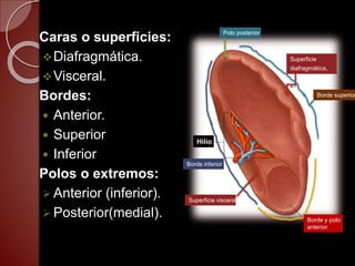 Anatomia bazo