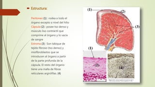  Estructura:
Peritoneo (1) : rodea a todo el
órgano excepto a nível del hilio
Cápsula (2) : posee tso denso y
músculo liso contráctil que
comprime al órgano y lo vacía
de sangre
Estroma (3) : Son tabique de
tejido fibroso (tso denso) y
miofibroblastos que se
introducen al órgano a partir
de la parte profunda de la
cápsula. El resto del órgano
tiene una malla de fibras
reticulares argirófilas. (4)
 